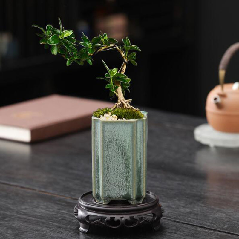 Porselen Persegi Celadon Mengk - Bonsai Garden Art ulasan dan harga